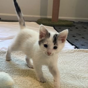 Harold, Baby Male Domestic Short Hair