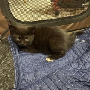 Mocha, Baby Male Domestic Medium Hair