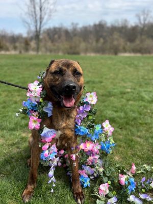 Loki, Adult Male Dutch Shepherd