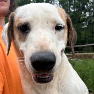 Bridger, Adult Male Hound