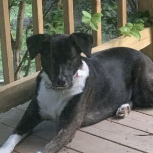 Birdie, Adult Female Hound