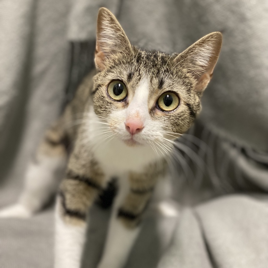 Peanut