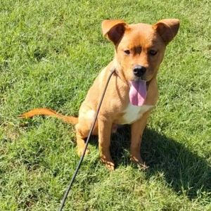 Ralph D46847, Young Male Boxer
