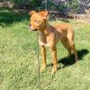 Ralph D46847 photo 2