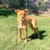 Ralph D46847 photo 3
