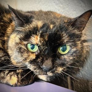 Hazel, Adult Female Domestic Short Hair