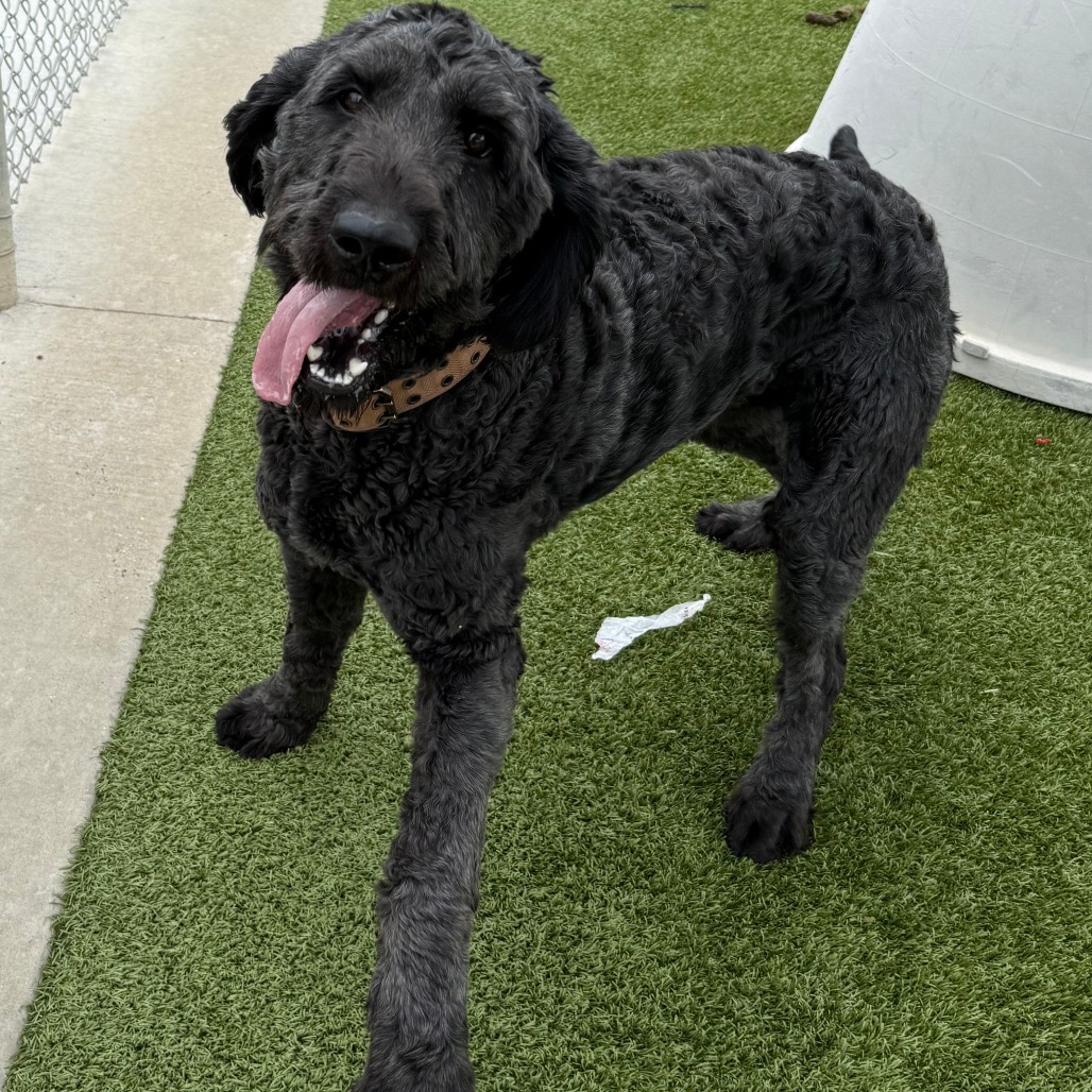 Murphy, an adoptable Poodle, Golden Retriever in Cody, WY, 82414 | Photo Image 1