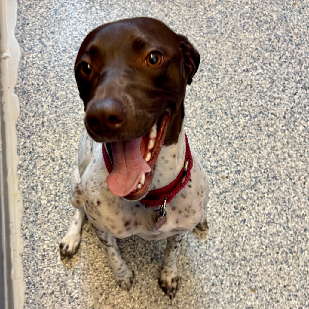 Esther, an adoptable German Shorthaired Pointer in Great Falls, MT, 59404 | Photo Image 1