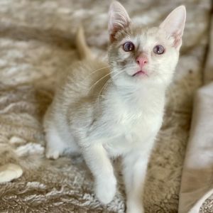 Blizzard was a bottle baby so he is confident and friendly when he meets new peo