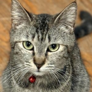 Petunia was found outside as a stray She is a sweet mellow girl that loves nap