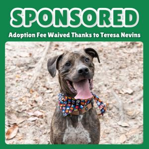 Reeses, Adult Male Catahoula Leopard Dog
