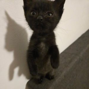 Wilbur Jr., Baby Female unknown