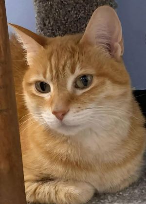 Tangerine Fulton, Senior Female Domestic Short Hair