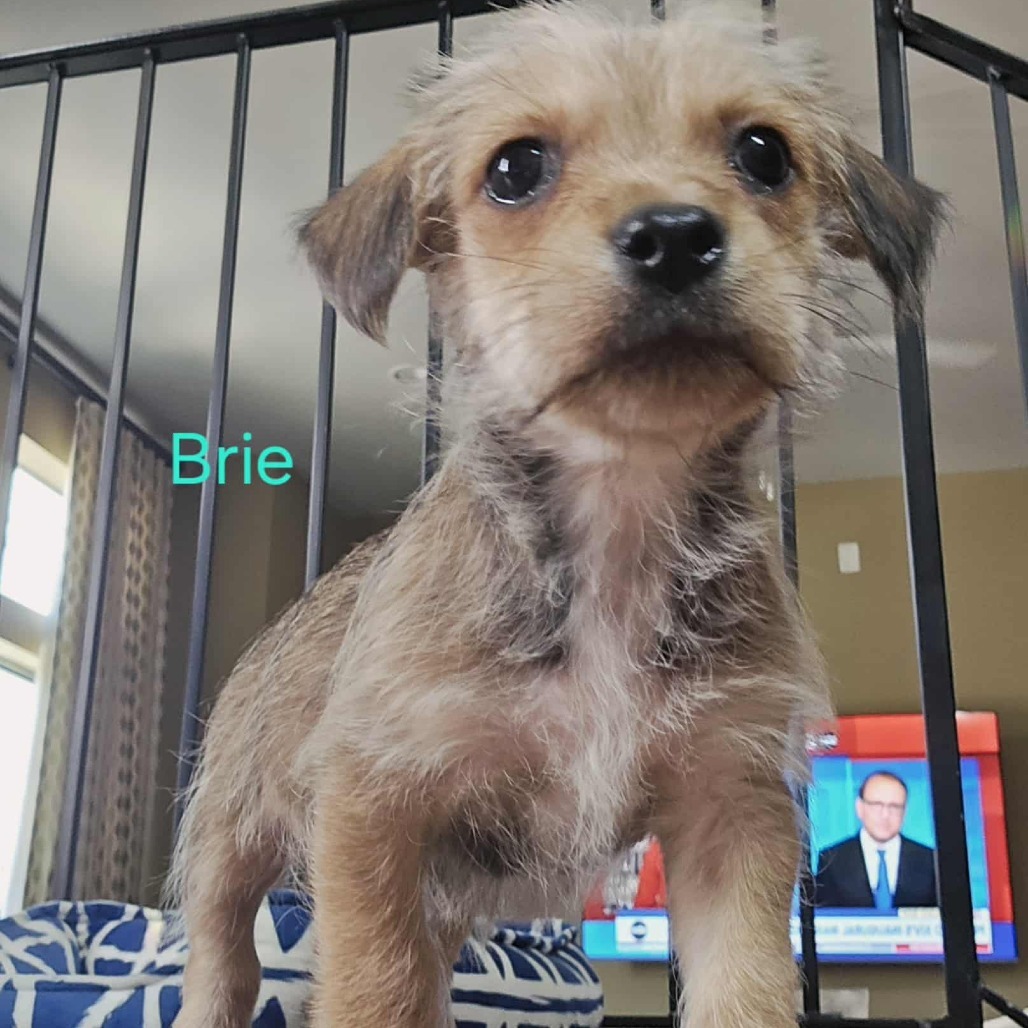 Brie, an adoptable Havanese in Katy, TX, 77449 | Photo Image 1