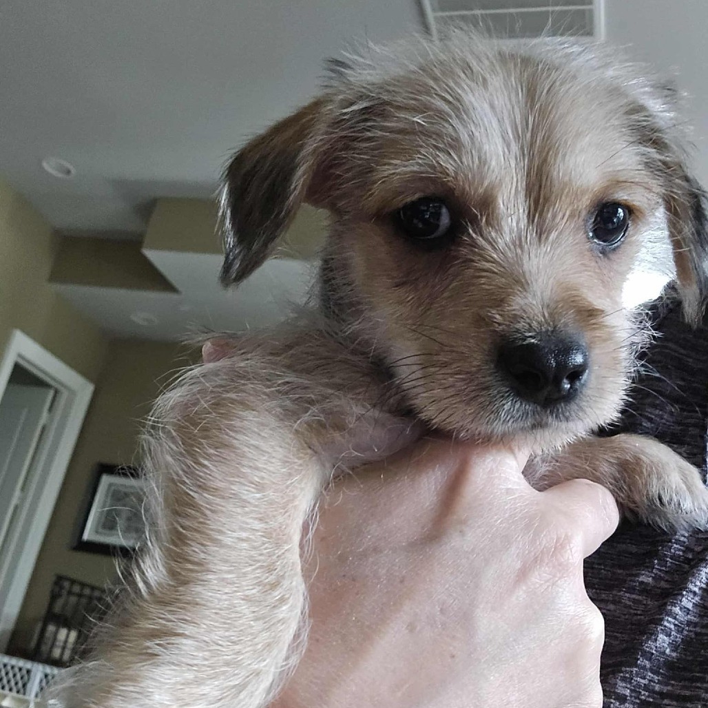Brie, an adoptable Havanese in Katy, TX, 77449 | Photo Image 2