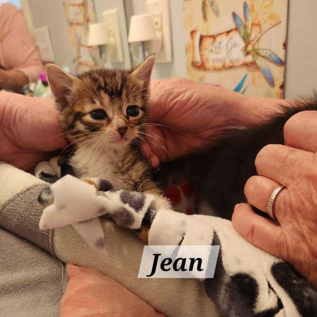 Jean