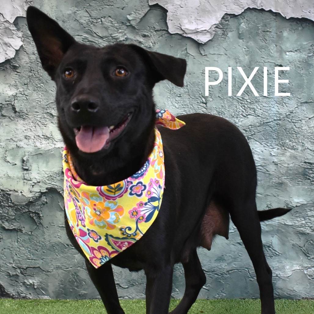 Pixie