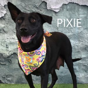 Pixie, Adult Female Black Labrador Retriever