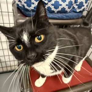 Oreo, Adult Male unknown