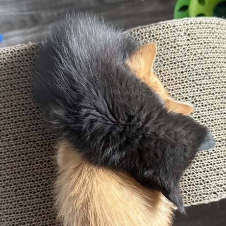 Samson