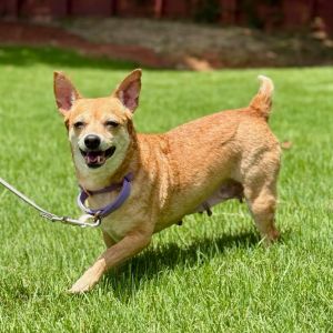 Jules 05-2036, Senior Female Chihuahua