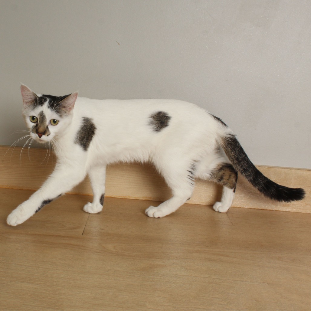 Luna Bean C64933