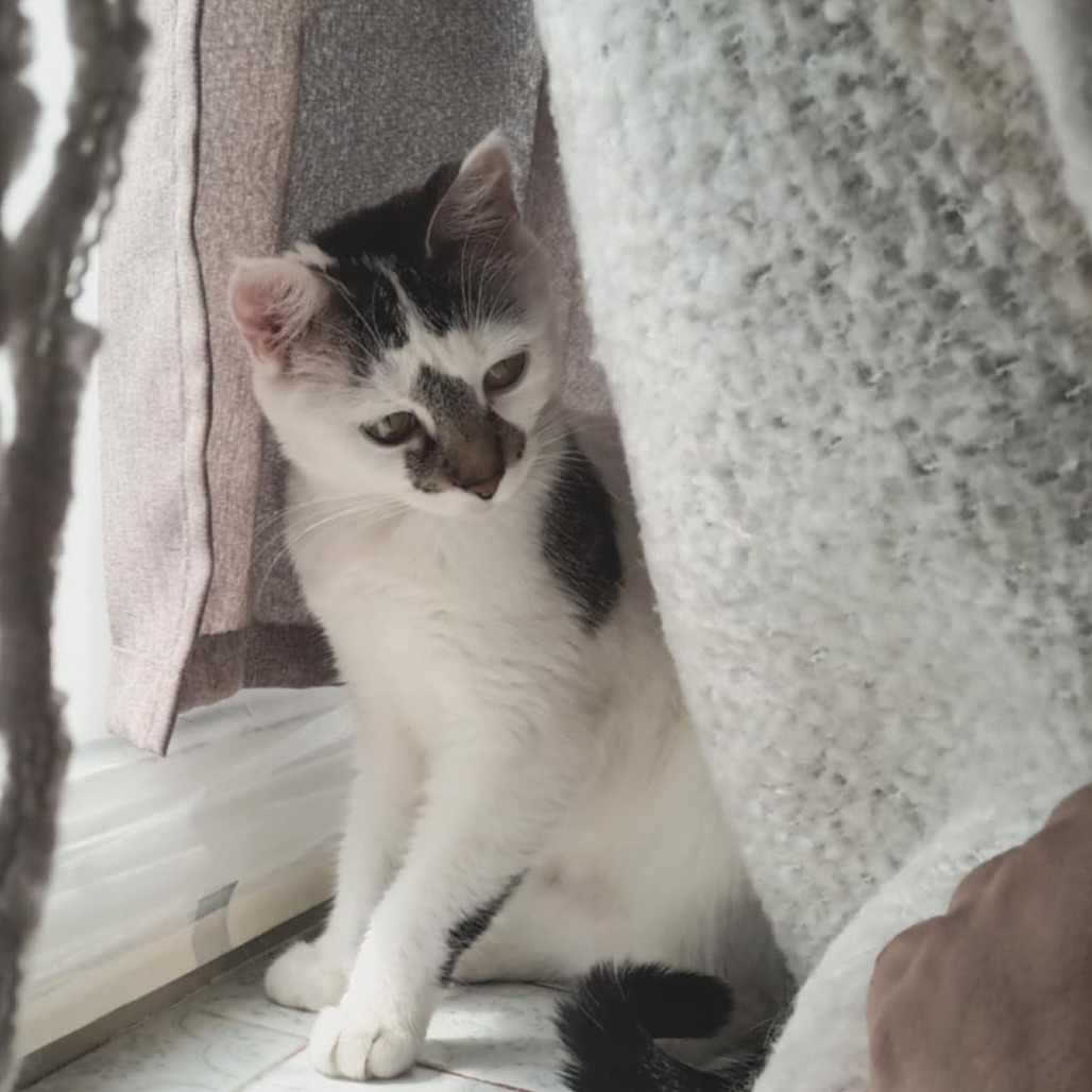 Luna Bean C64933