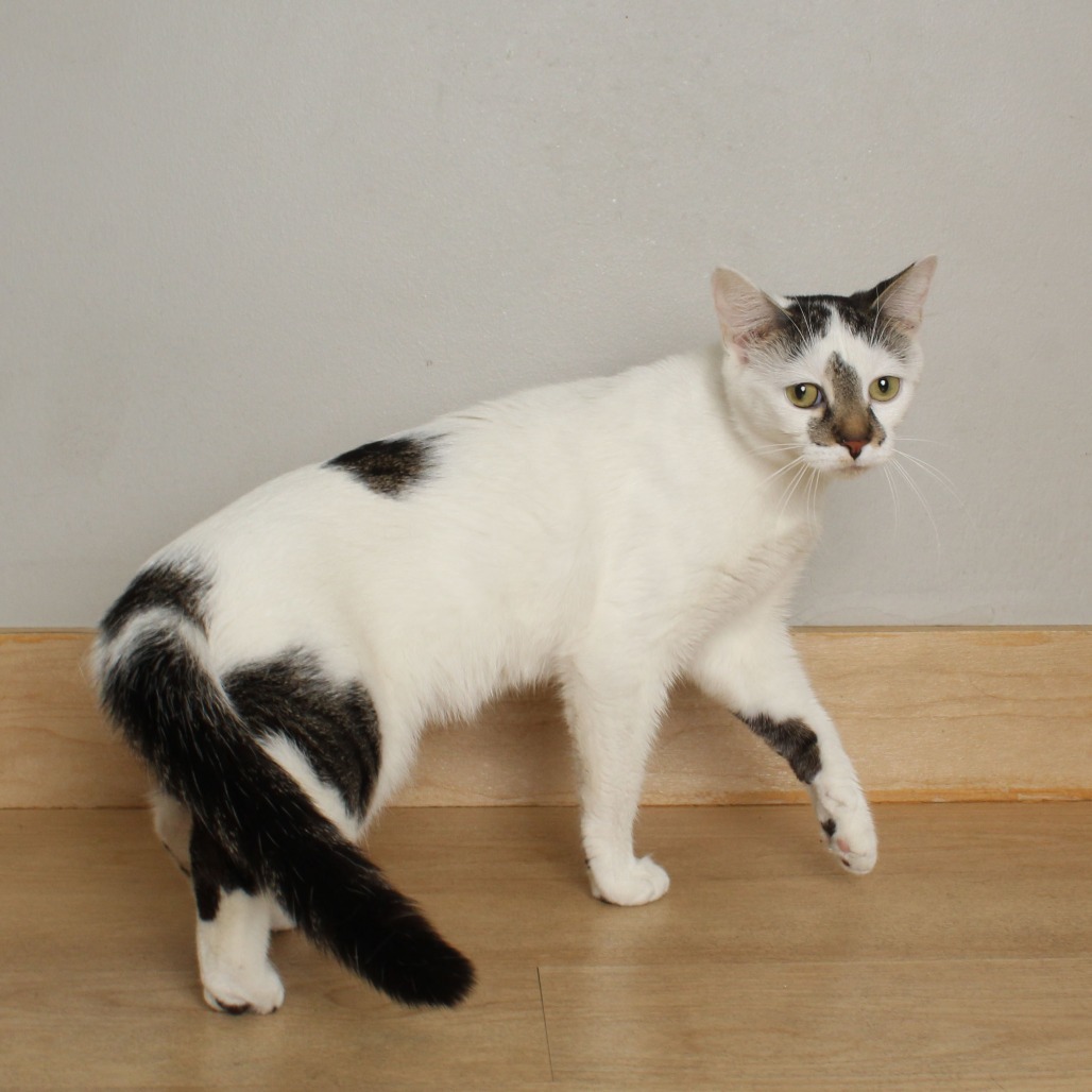Luna Bean C64933