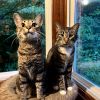 Socks C14615 (bonded with Junior) photo 1