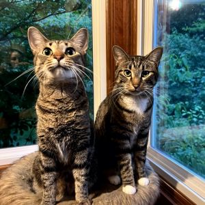 Socks C14615 (bonded with Junior), Adult Male Domestic Short Hair