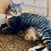 Socks C14615 (bonded with Junior) photo 2