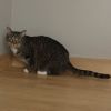 Socks C14615 (bonded with Junior) photo 4