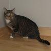 Socks C14615 (bonded with Junior) photo 5