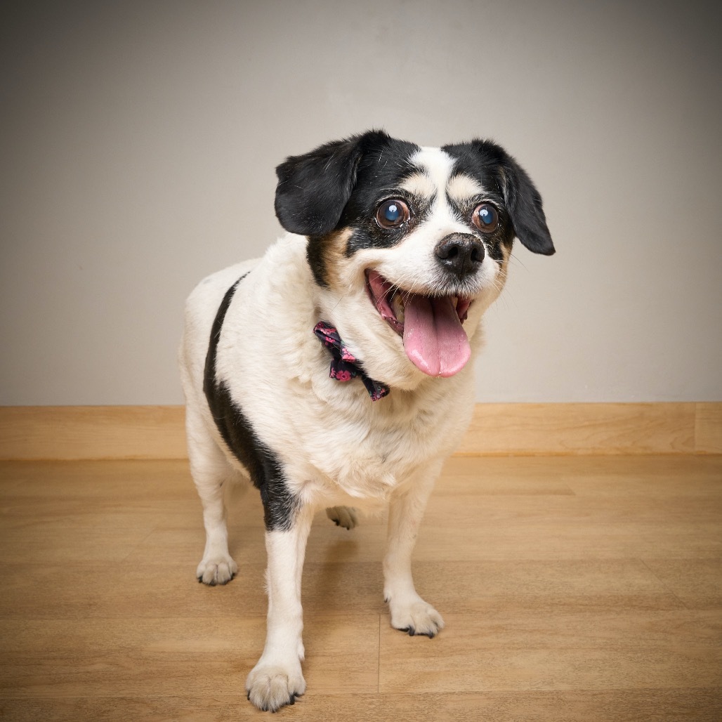 Molly D64960