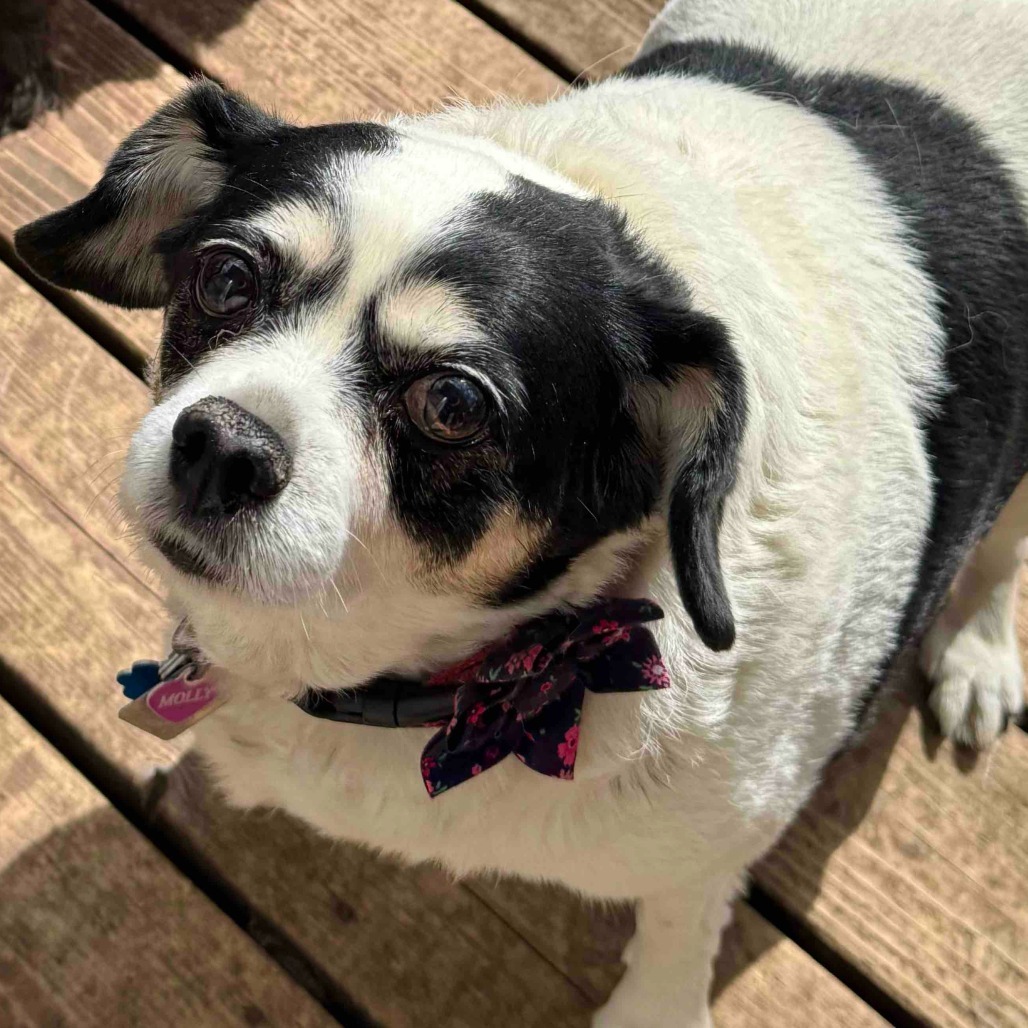 Molly D64960