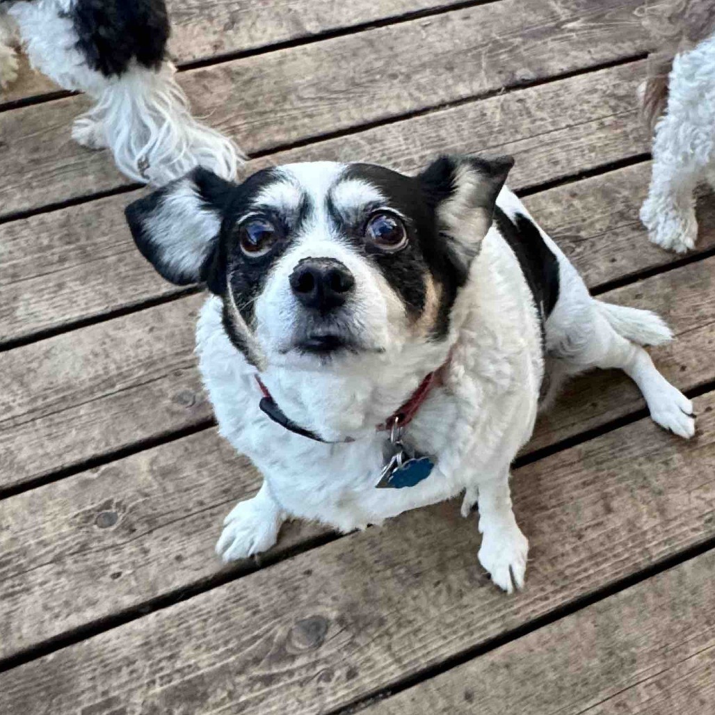 Molly D64960