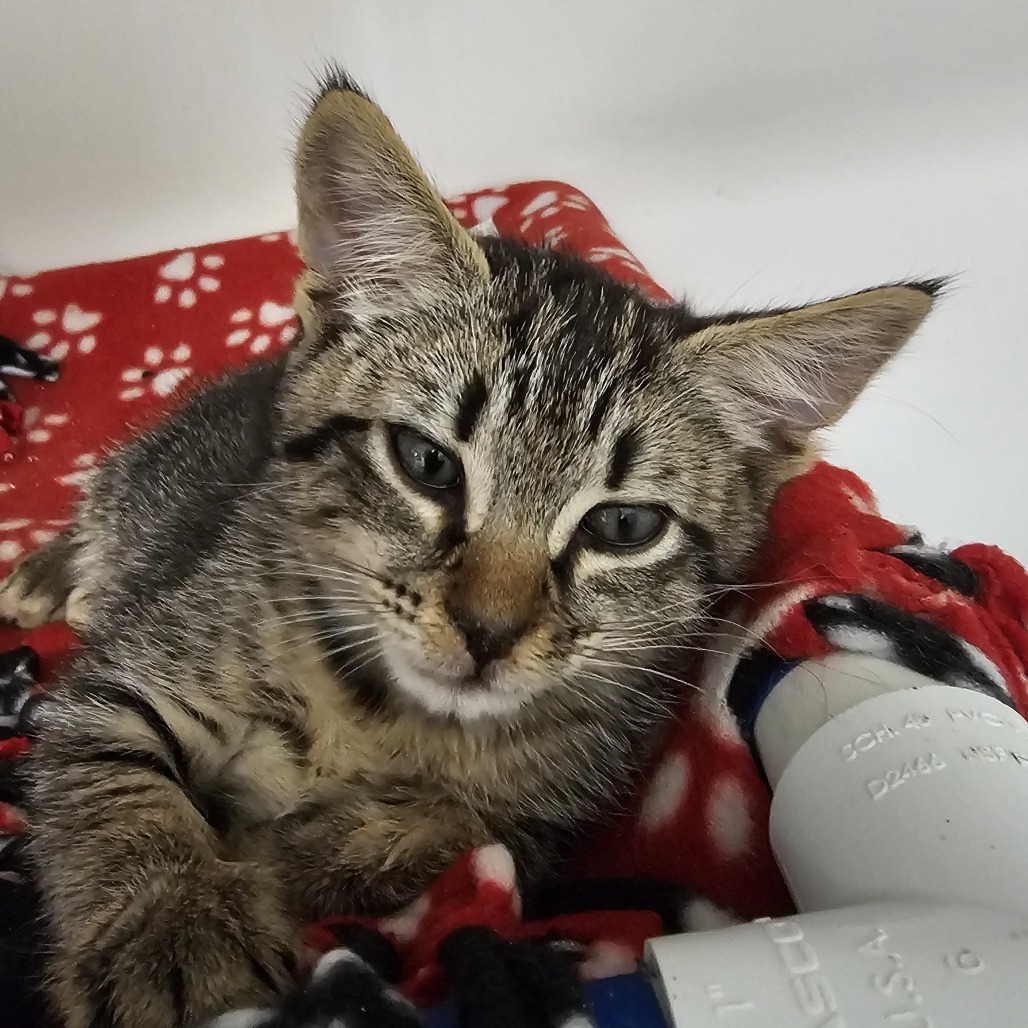 Mateo
