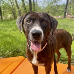 Calliope, Adult Female Mixed Breed