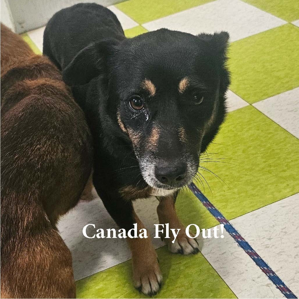 Mia (COH-A-63849), an adoptable Mixed Breed in Volcano, HI, 96785 | Photo Image 1