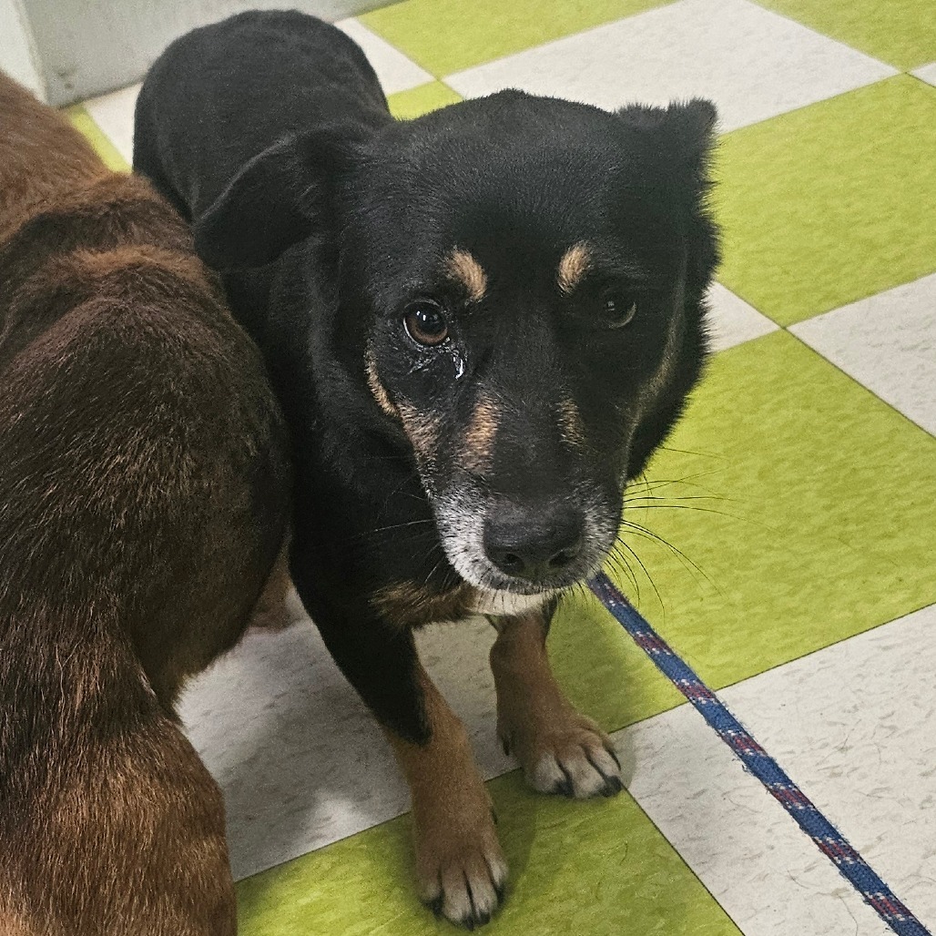 Mia (COH-A-63849), an adoptable Mixed Breed in Volcano, HI, 96785 | Photo Image 2