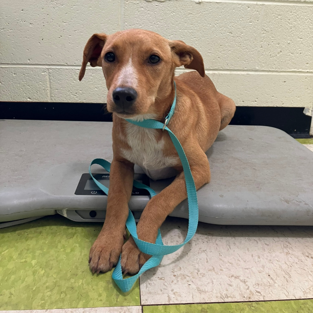 Leilani (COH-A-63846), an adoptable Mixed Breed in Volcano, HI, 96785 | Photo Image 2