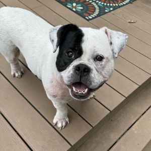 Martha, Adult Female English Bulldog