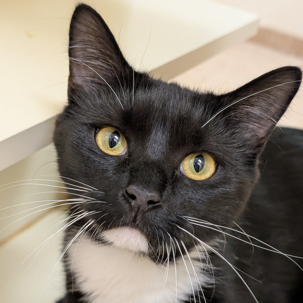 Leo, an adoptable Domestic Short Hair in Thomaston, ME, 04861 | Photo Image 1