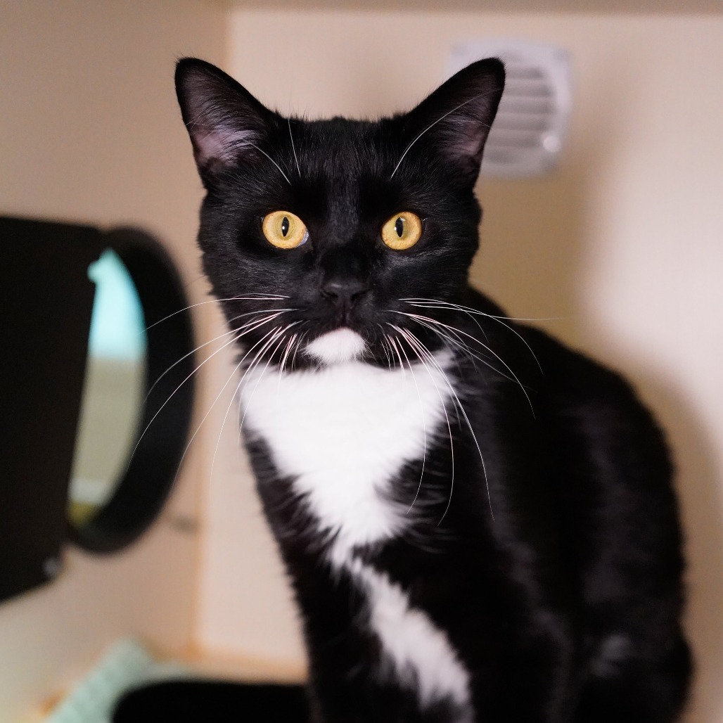 Leo, an adoptable Domestic Short Hair in Thomaston, ME, 04861 | Photo Image 2