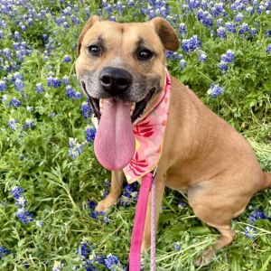 Bree, Senior Female Black Mouth Cur