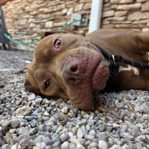 Gunner, Adult Male Mixed Breed