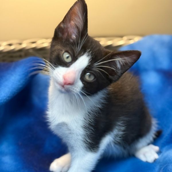 Neko thumbnail 1