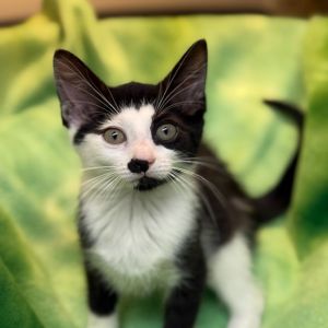 Ember, Baby Female Domestic Short Hair