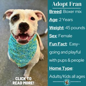 Fran, Adult Female Boxer