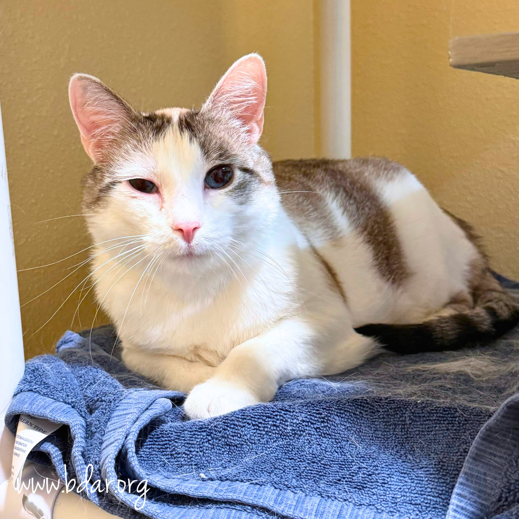Penny, an adoptable Domestic Short Hair in Cheyenne, WY, 82009 | Photo Image 1